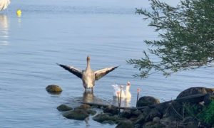 Mehr über den Artikel erfahren Professionelle Übersetzungen: Ein Muss beim Immobilienkauf und Vertragsabschluss in Italien