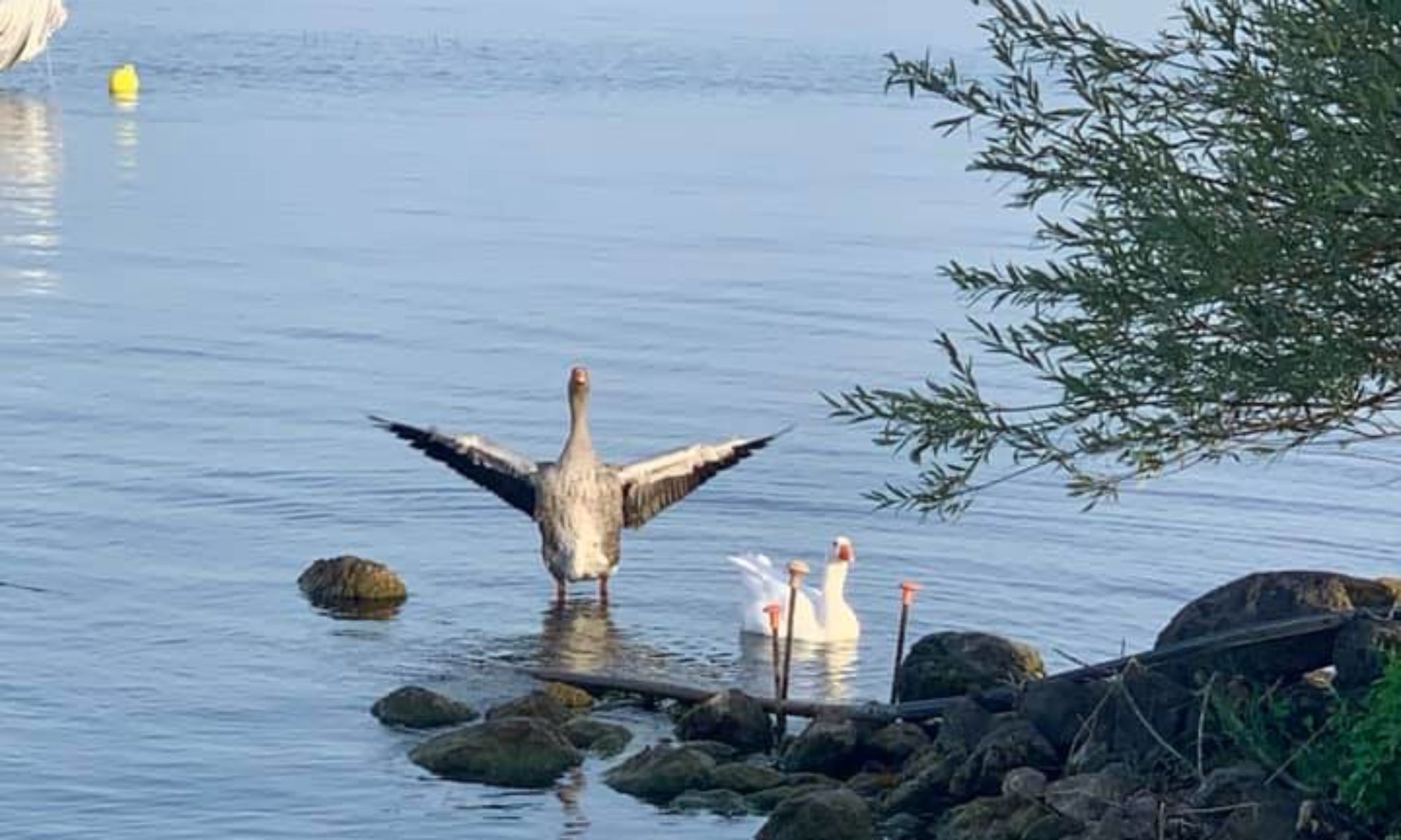 Mehr über den Artikel erfahren Professionelle Übersetzungen: Ein Muss beim Immobilienkauf und Vertragsabschluss in Italien