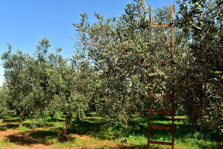 olive-trees-g2a21251cd_1280