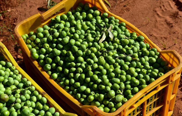 olives-g793c8fcb5_1280